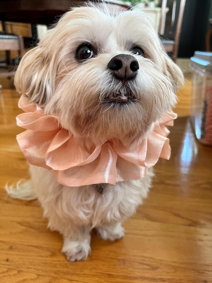 Organza Pet Ruffle
