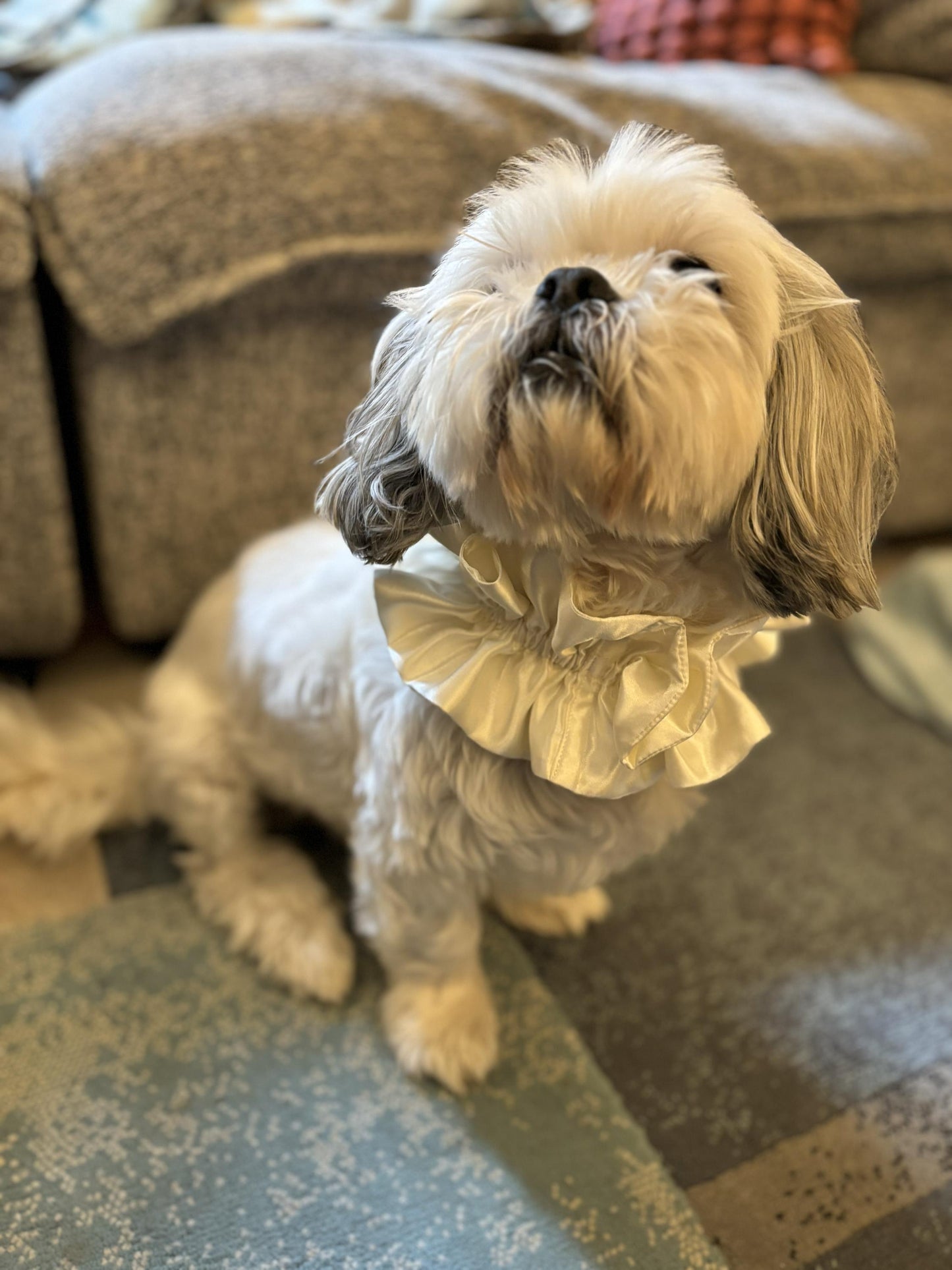 Satin Pet Ruffle