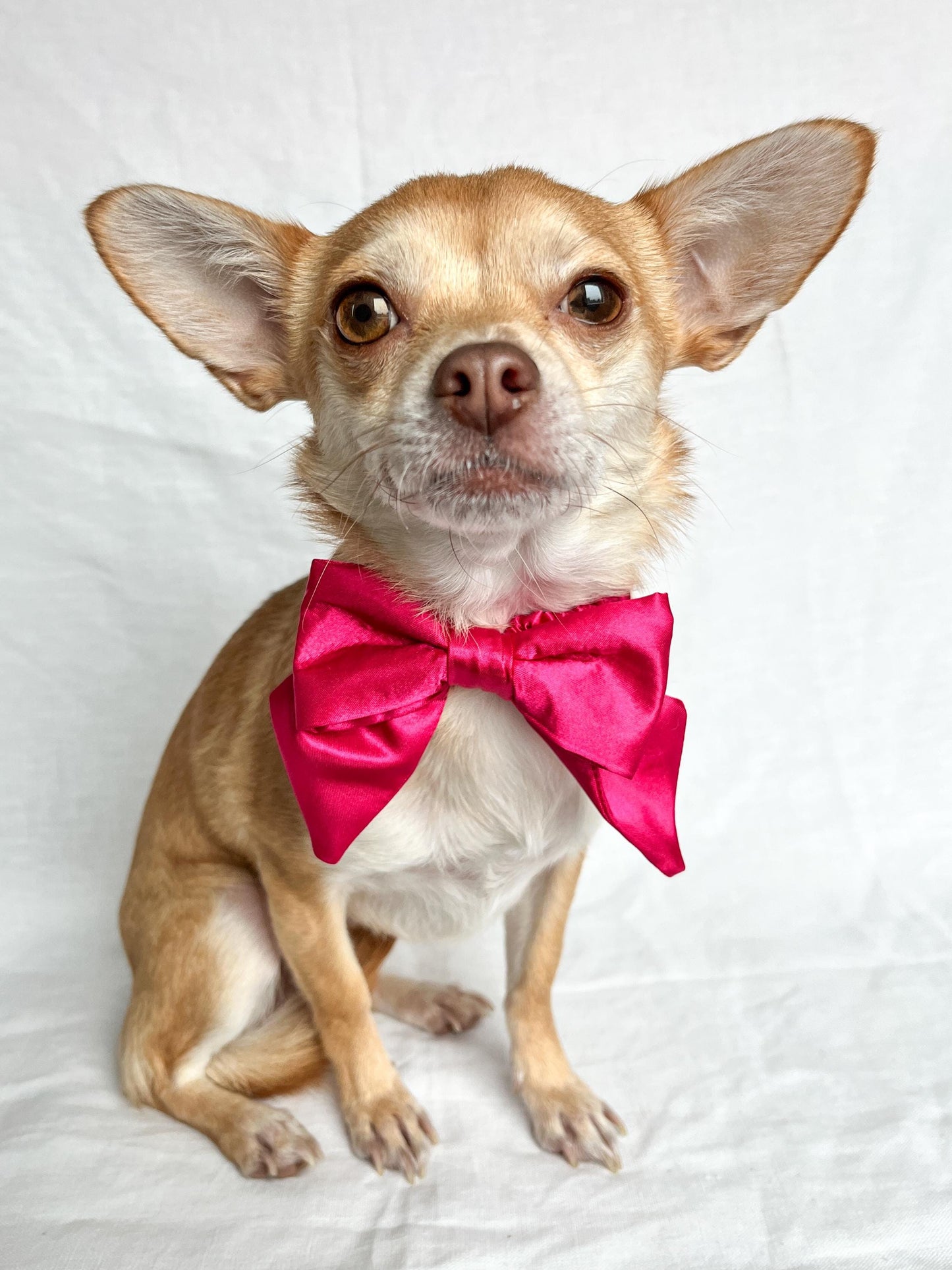 Satin Pet Bow